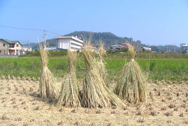 収穫