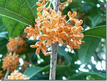 金木犀の花