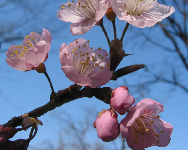 椿寒桜青空のもと