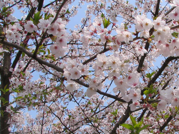 桜