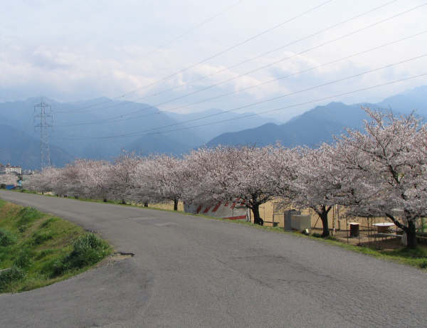 河川敷の桜