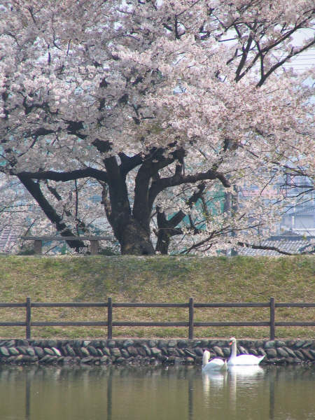 滝の宮公園
