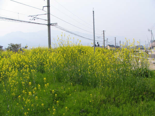 線路沿い