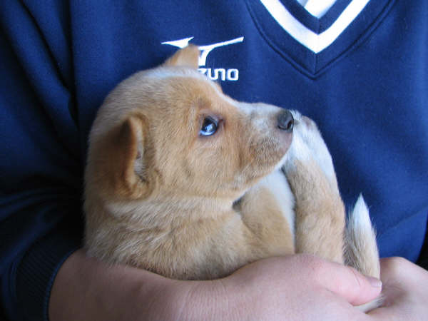 迷い犬