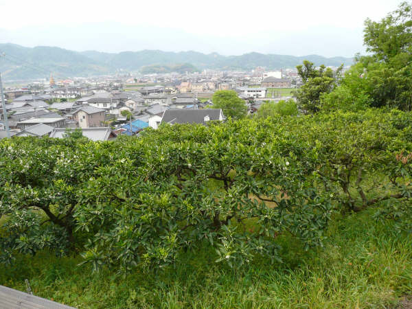 みかん