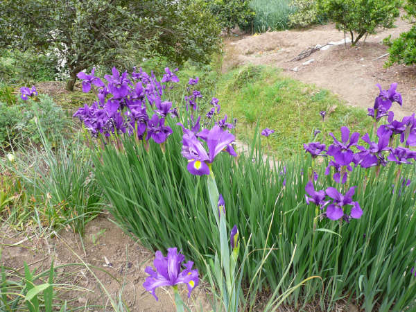段々畑に咲く花
