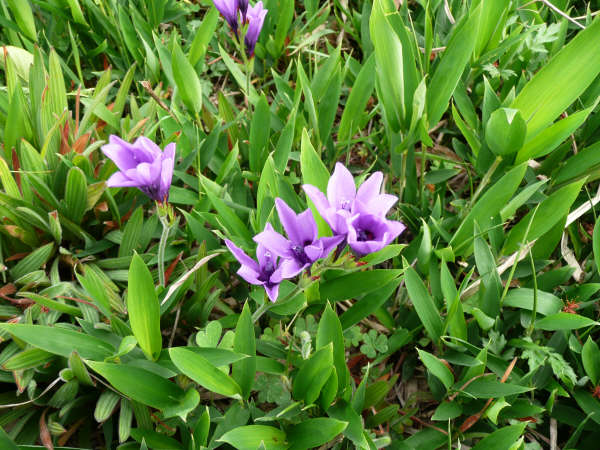 山道に咲く花
