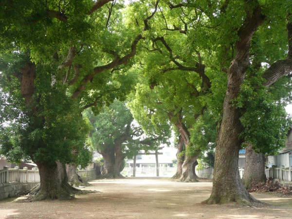参道の大楠
