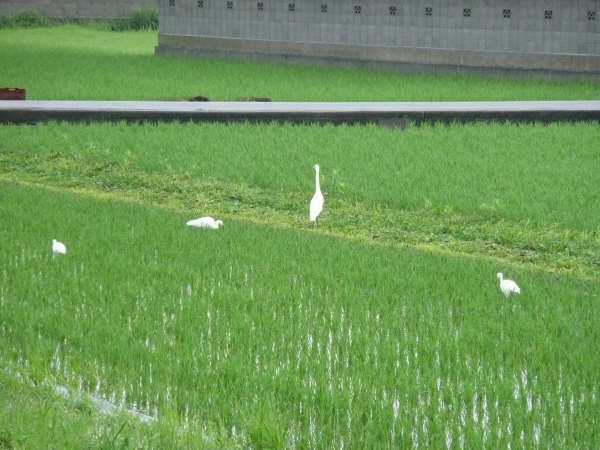 しらさぎ