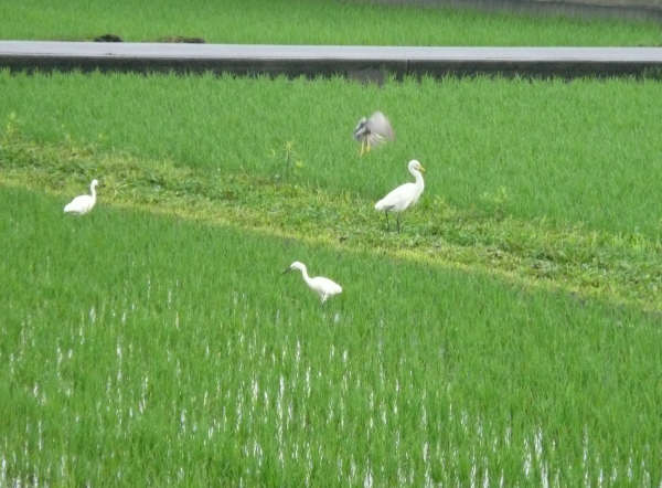 凛として