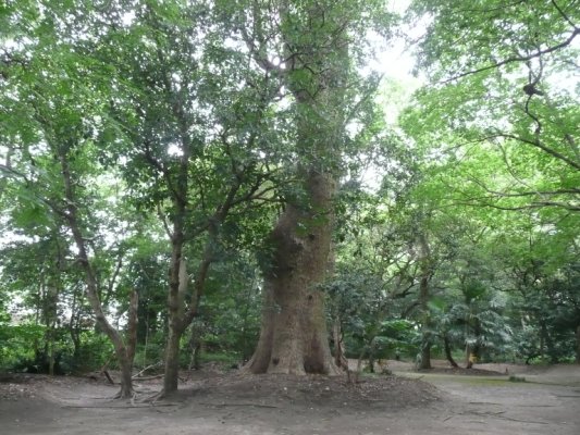 楠