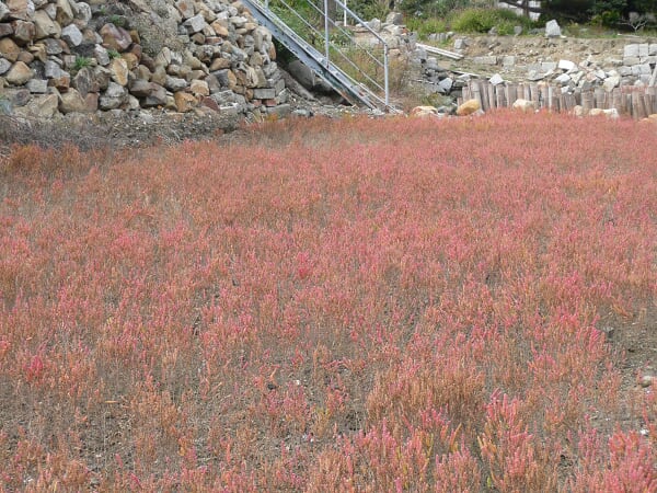 アツケシソウの紅葉