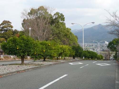 果実の生る坂道