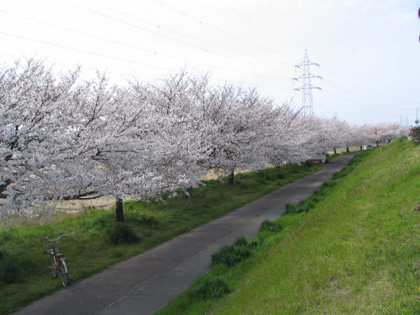河川敷の桜
