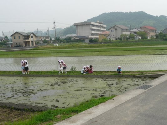 畦道に保育園児がやってきた