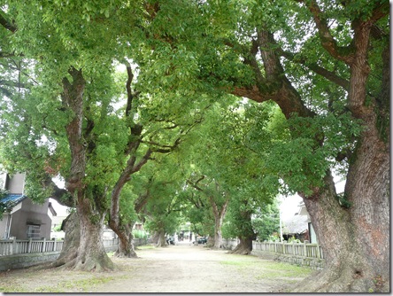 一宮神社の楠