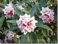 沈丁花