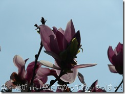 紫木蓮