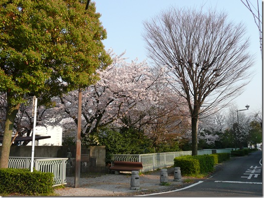 いつもの裏通り、櫻が満開！