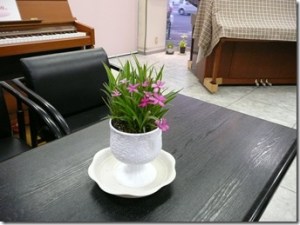 アッツ桜 アッツ桜