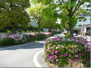 ツツジ通り