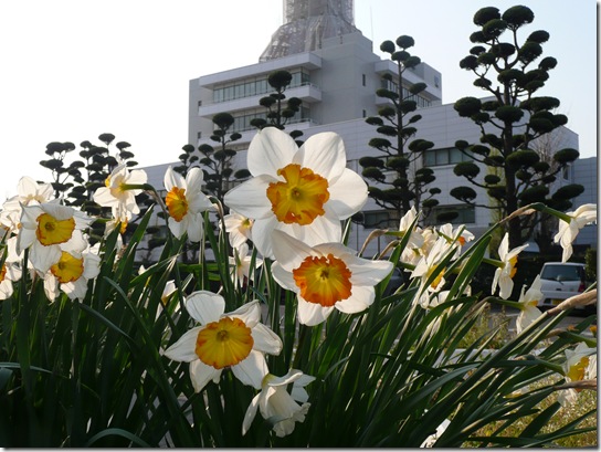 元気良く咲いています。