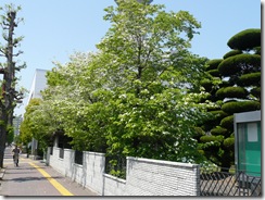 塀沿いにハナミズキ