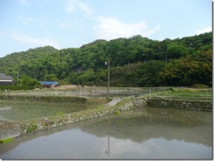 田植えがはじまっていました