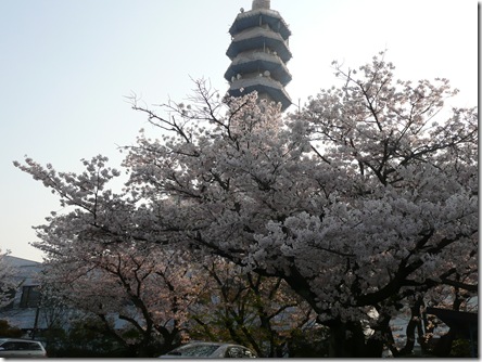 通りから見る裁判所の桜