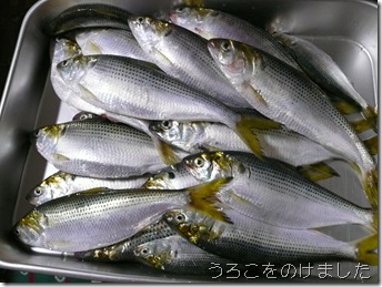 このしろ