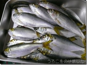 このしろ