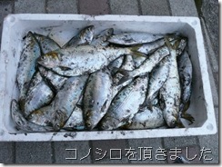 コノシロをいただきました