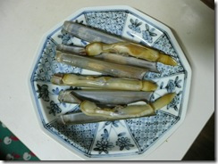 マテ貝.