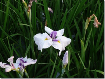 菖蒲
