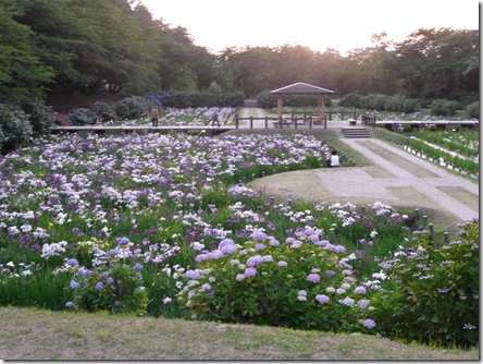 菖蒲園