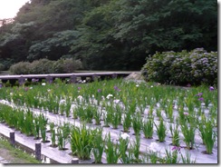 菖蒲園。