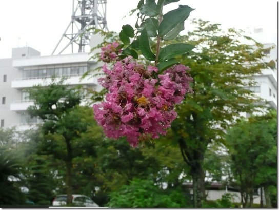 さるすべりが終わったね。。。