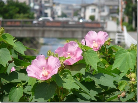 芙蓉