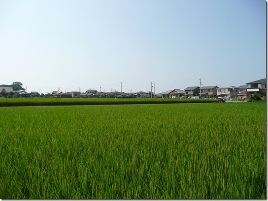 稲、まあまあじゃの。