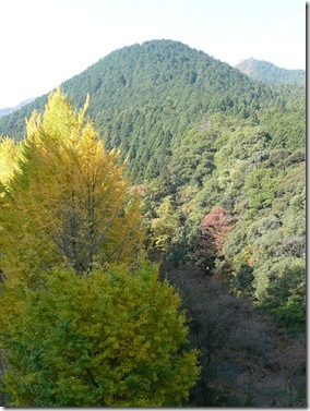 桜三里 桜三里