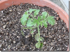 ミニトマト植えました。
