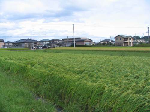 稲穂が揺れる