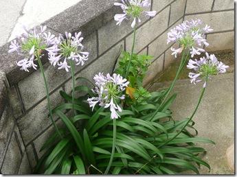 ムラサキクンシラン ムラサキクンシラン