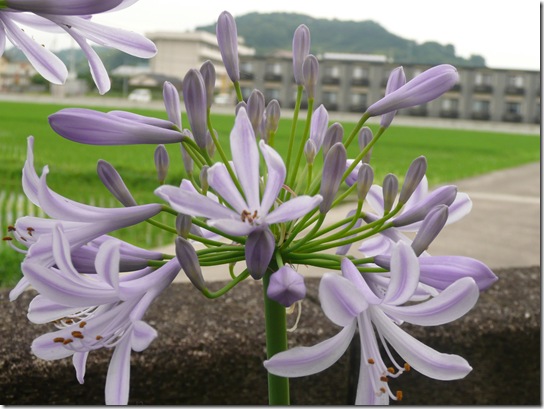 ムラサキクンシラン ムラサキクンシラン
