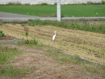 稲刈りのあとに