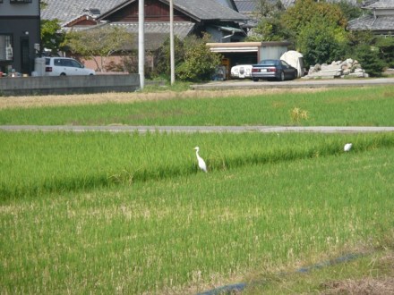 しらさぎ