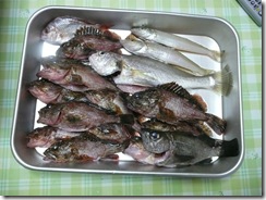 息子が釣った魚