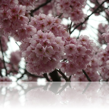 椿寒桜
