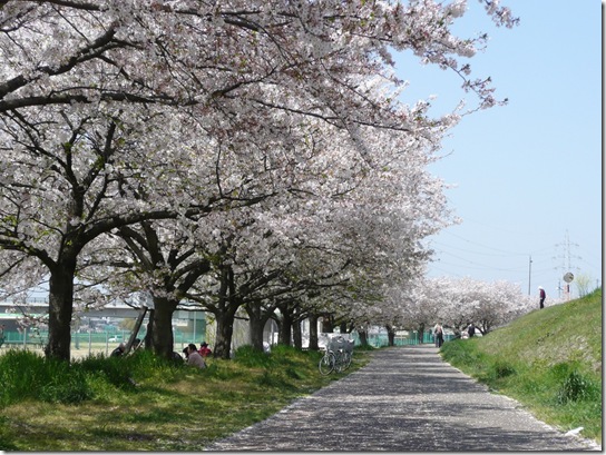 桜並木 桜並木