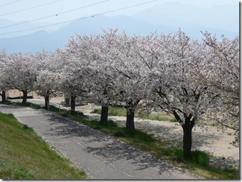 国領川河川敷の桜
